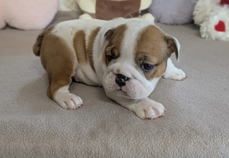 Berthe, Bulldog anglais, élevage Du Domaine de Lilounaka