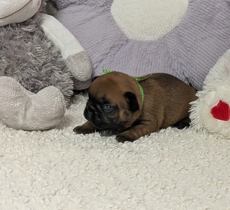 Portée de Bouledogue français, élevage Du Domaine de Lilounaka