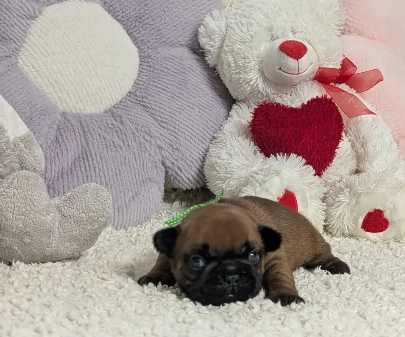 Portée de Bouledogue français, élevage Du Domaine de Lilounaka
