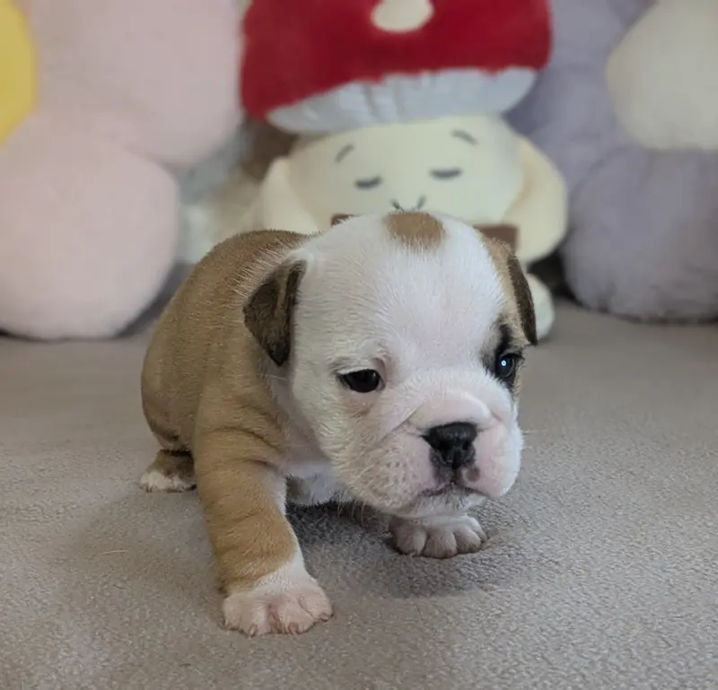 Bettina, Bulldog anglais, élevage Du Domaine de Lilounaka