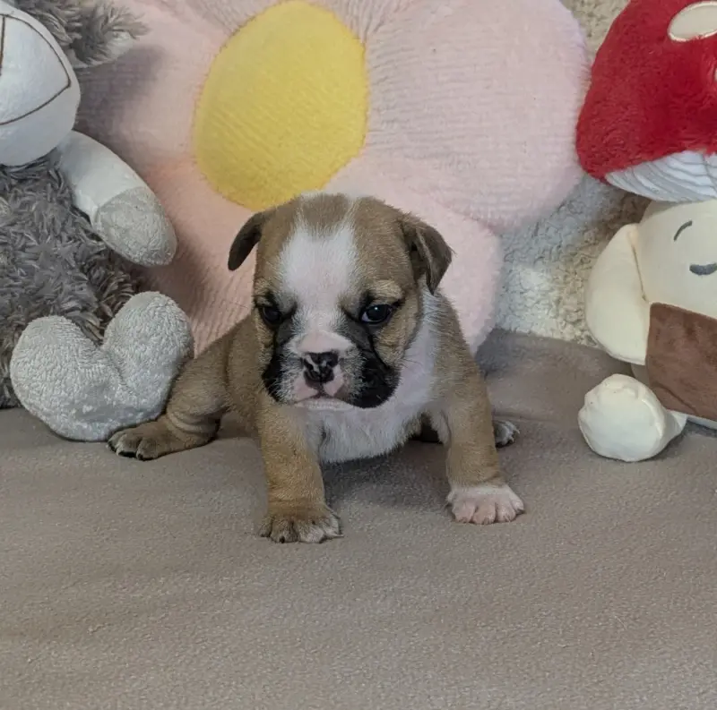 Baïa, Bulldog anglais, élevage Du Domaine de Lilounaka