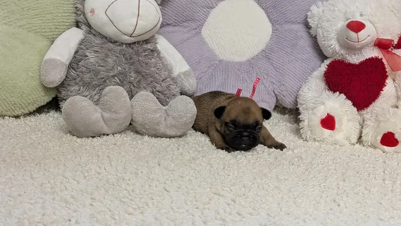 Portée de Bouledogue français, élevage Du Domaine de Lilounaka