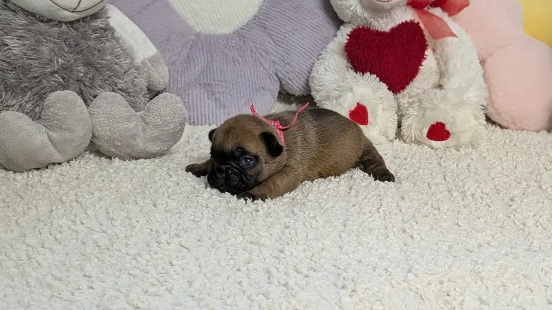 Portée de Bouledogue français, élevage Du Domaine de Lilounaka