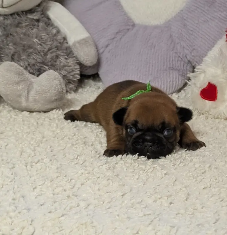 Portée de Bouledogue français, élevage Du Domaine de Lilounaka