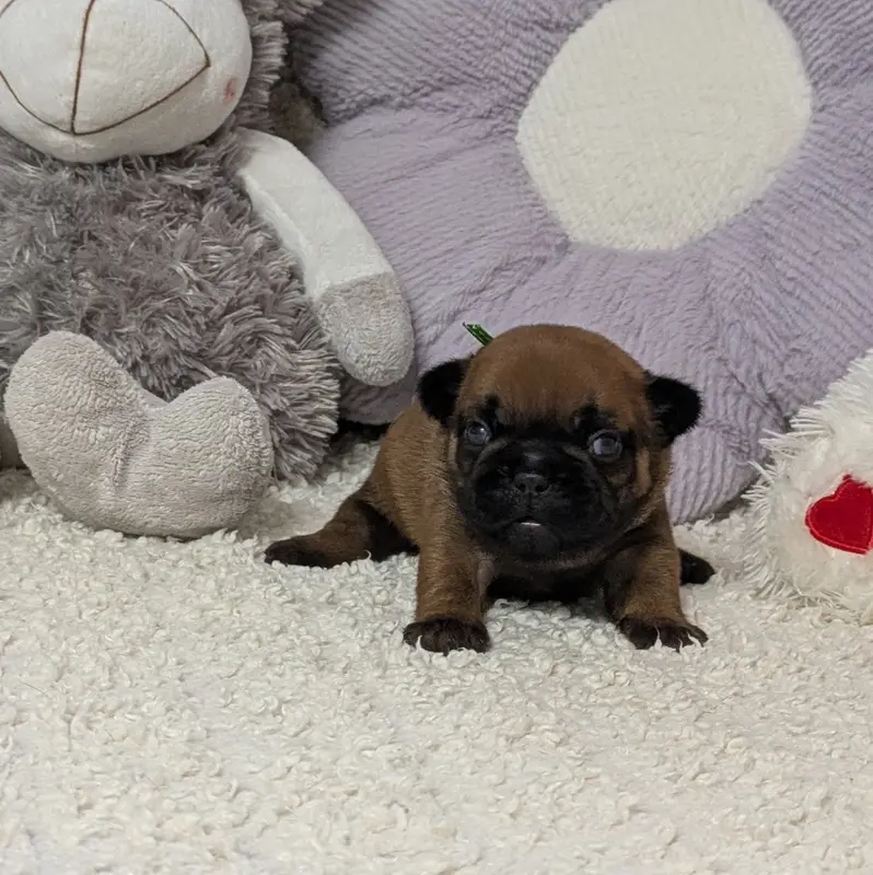 Bill, Bouledogue français, élevage Du Domaine de Lilounaka