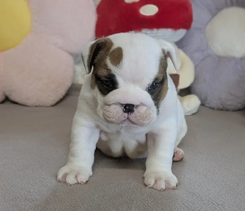 Bianca, Bulldog anglais, élevage Du Domaine de Lilounaka