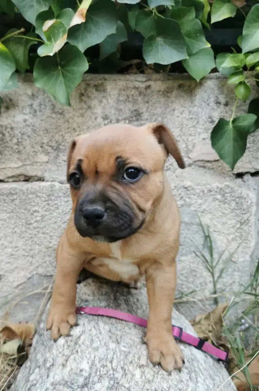 Portée de Staffordshire bull terrier, élevage Du Soleil de la Ribera