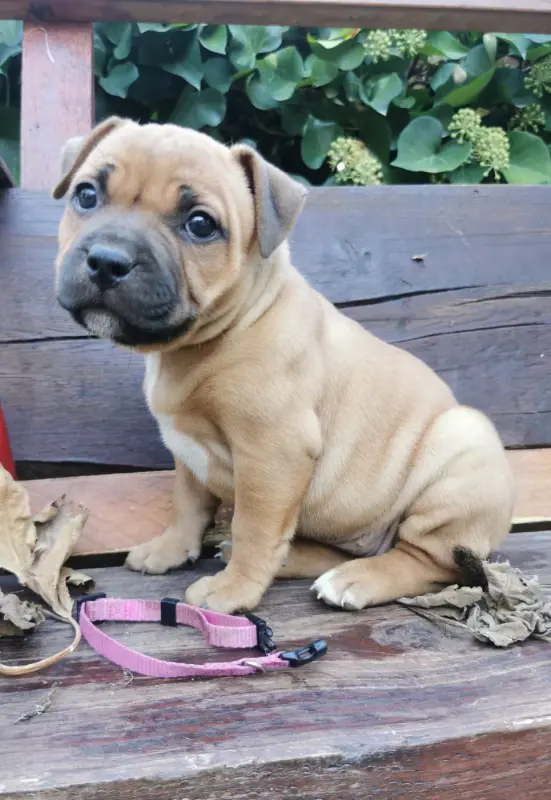 Portée de Staffordshire bull terrier, élevage Du Soleil de la Ribera