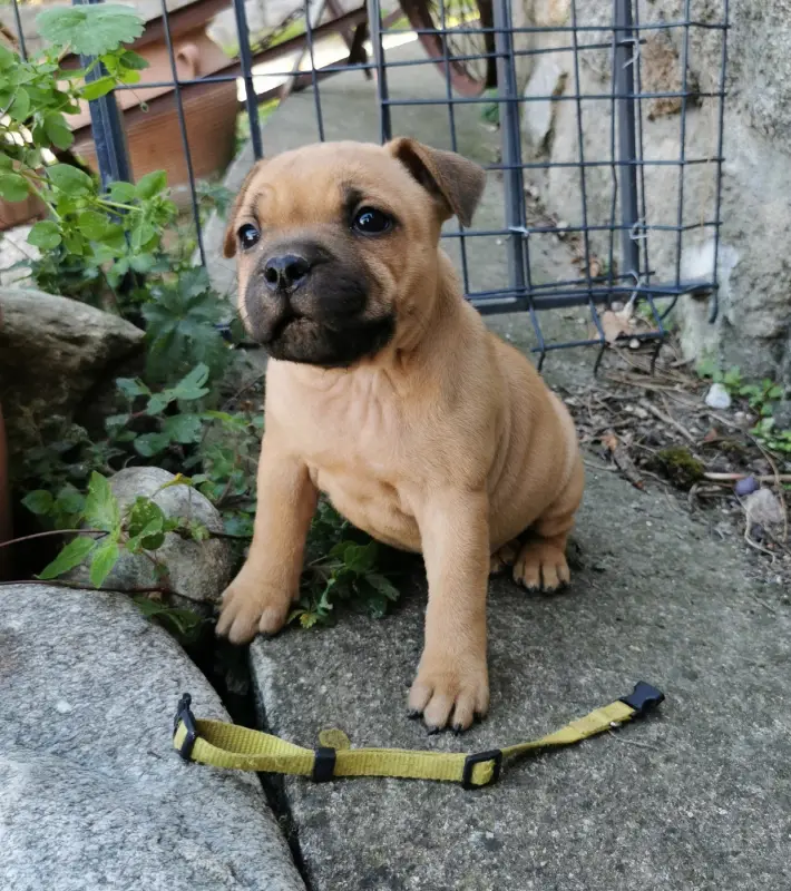 Portée de Staffordshire bull terrier, élevage Du Soleil de la Ribera