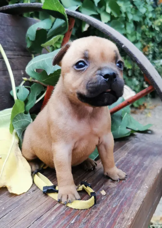 collier jaune, Staffordshire bull terrier, élevage Du Soleil de la Ribera
