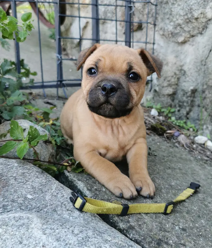 Portée de Staffordshire bull terrier, élevage Du Soleil de la Ribera