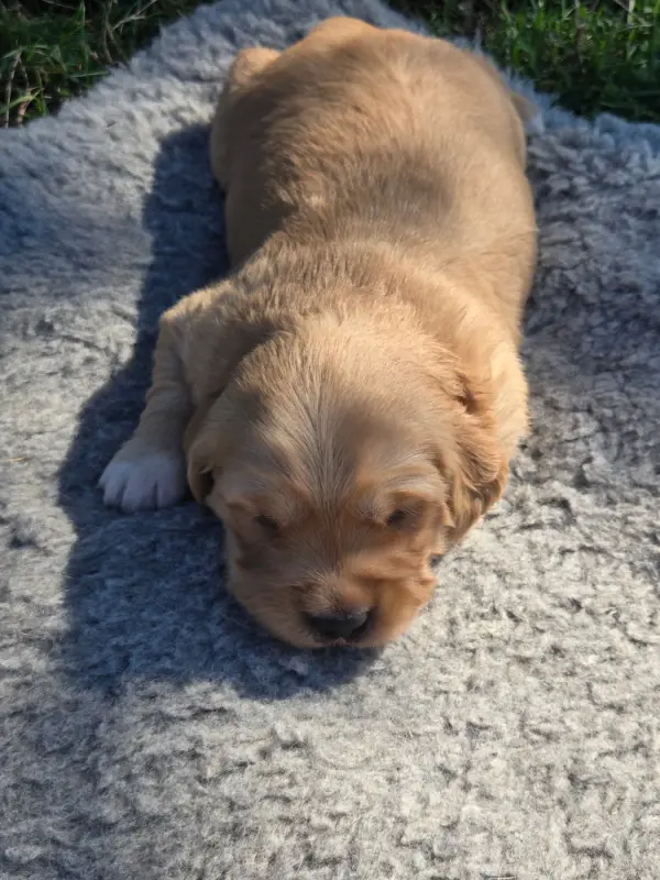 Portée de Golden retriever, élevage D'Aspe et d'Ossau