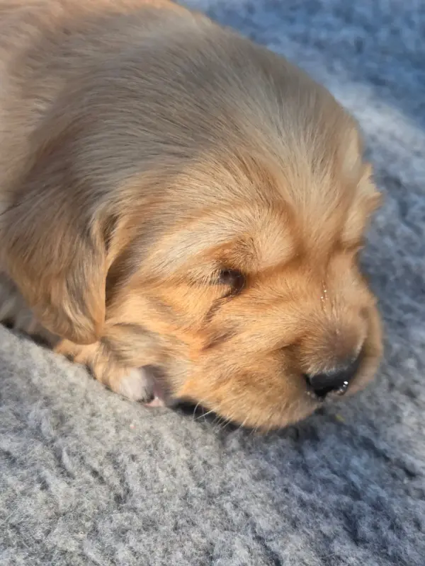 Portée de Golden retriever, élevage D'Aspe et d'Ossau