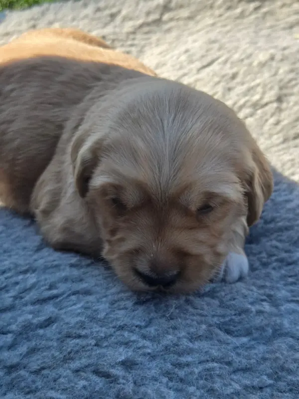 Portée de Golden retriever, élevage D'Aspe et d'Ossau