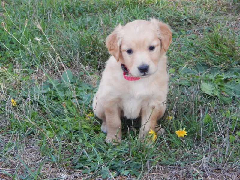 Chiot 3 - Baya, Golden retriever, élevage D'Aspe et d'Ossau