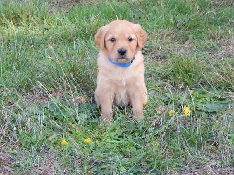 Chiot, Golden retriever, élevage D'Aspe et d'Ossau