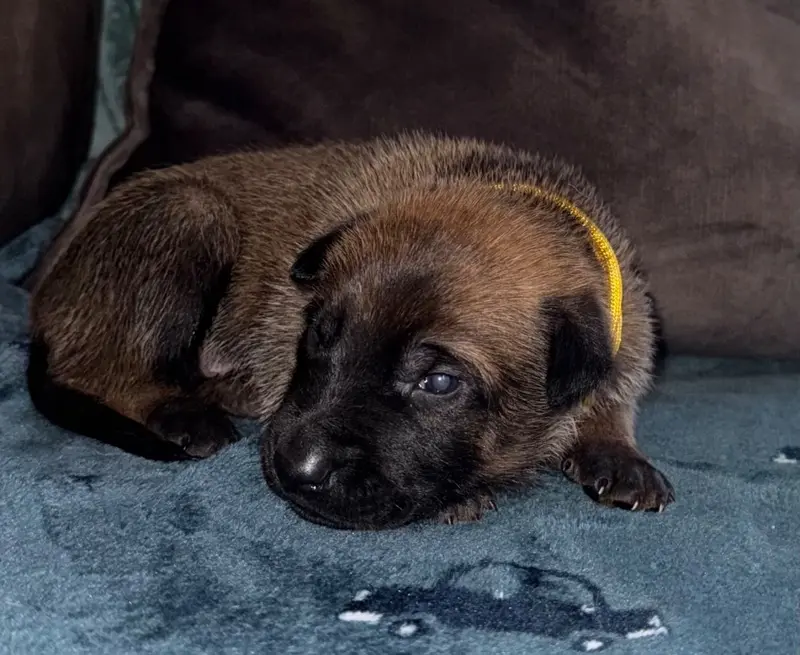Chiot jaune, Berger belge, élevage De la Dream Team de Charbonheur
