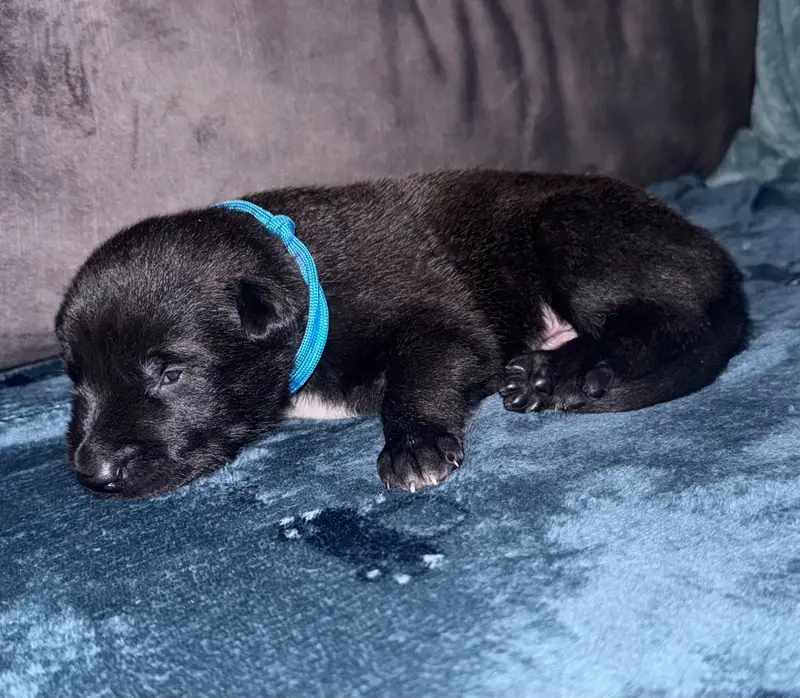 Chiot bleu C, Berger belge, élevage De la Dream Team de Charbonheur