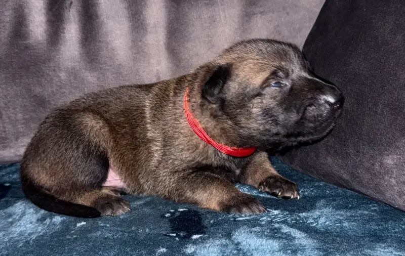 Chiot rouge, Berger belge, élevage De la Dream Team de Charbonheur