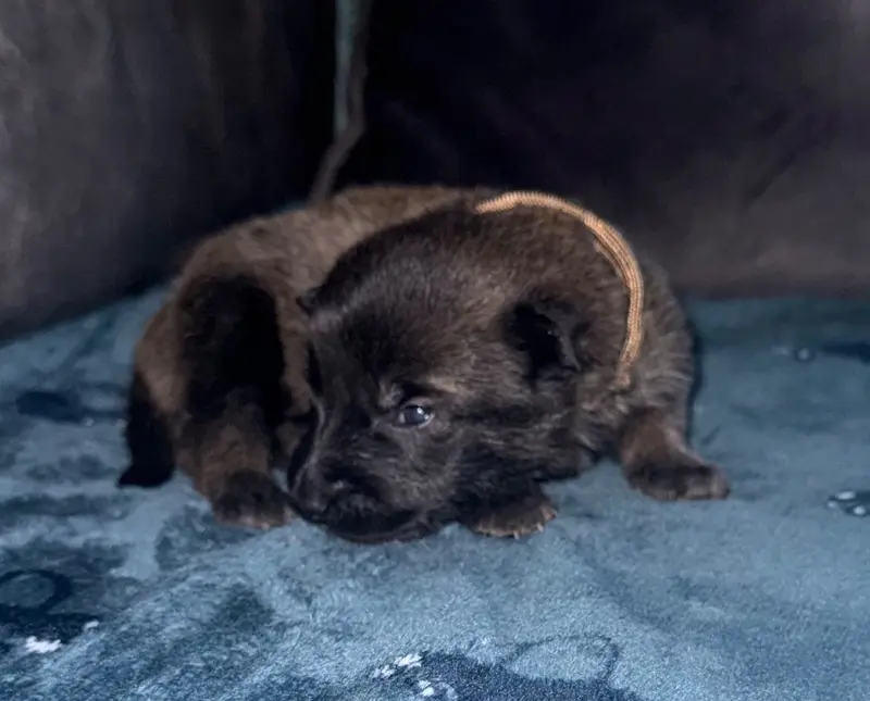 Chiot bronze, Berger belge, élevage De la Dream Team de Charbonheur