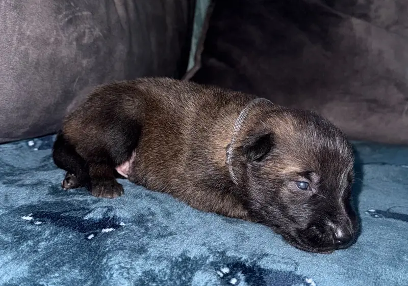 Chiot gris, Berger belge, élevage De la Dream Team de Charbonheur