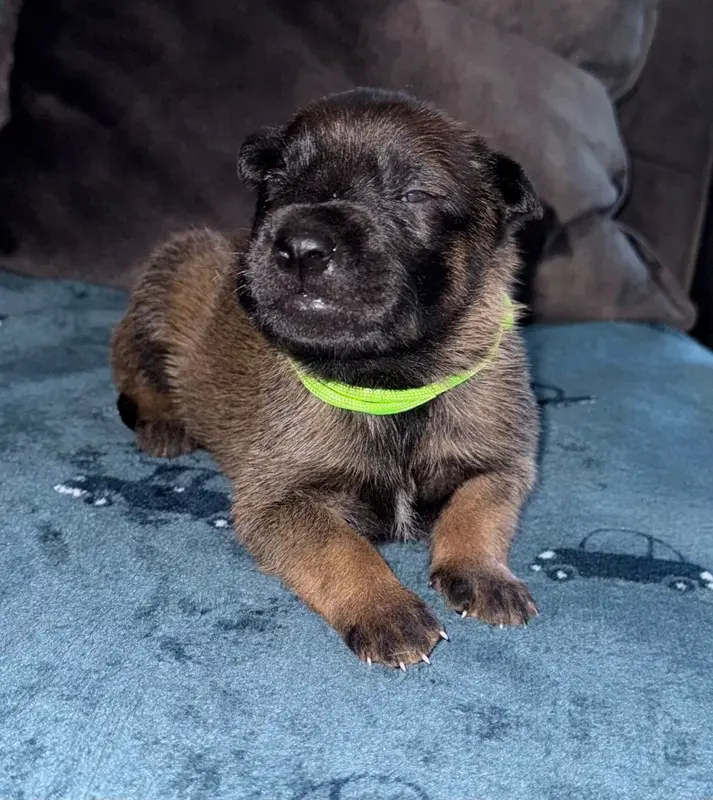 Chiot vert C, Berger belge, élevage De la Dream Team de Charbonheur