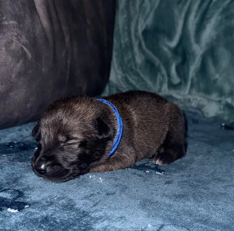 Chiot bleu F, Berger belge, élevage De la Dream Team de Charbonheur