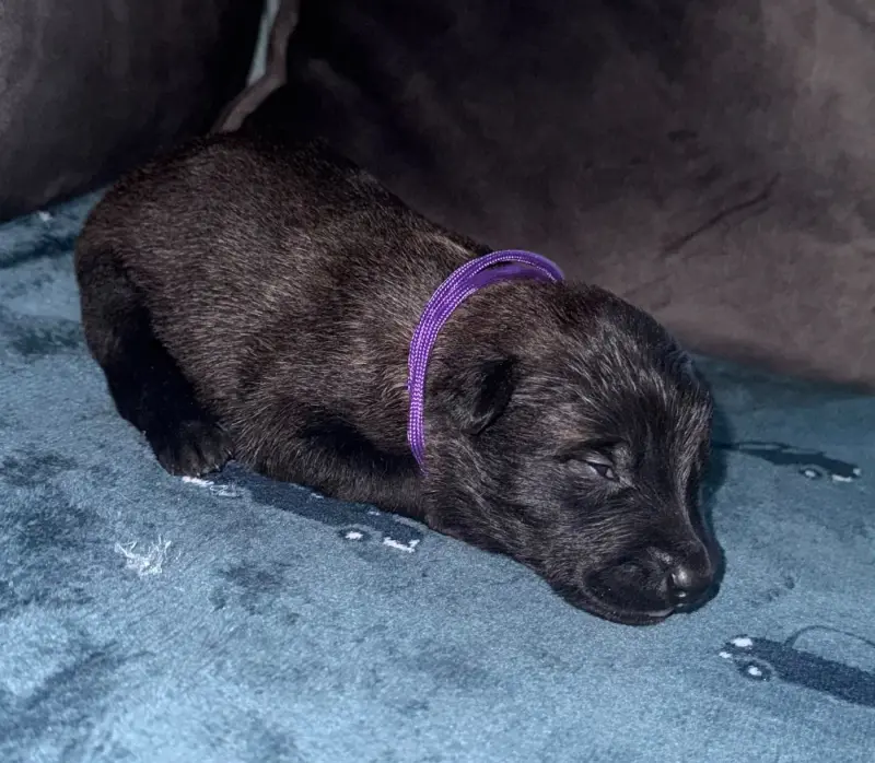 Chiot violet, Berger belge, élevage De la Dream Team de Charbonheur