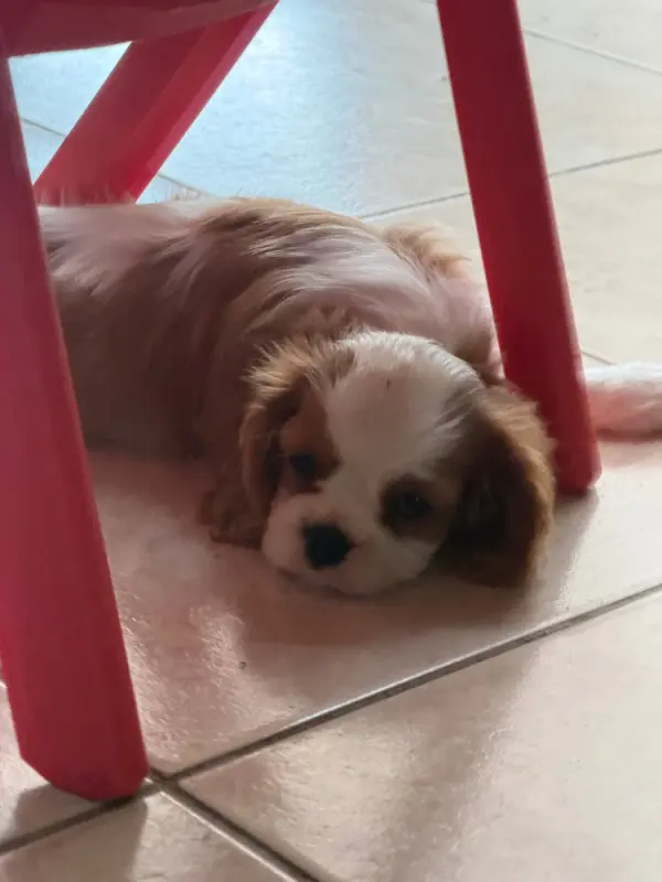 Portée de Cavalier King Charles, élevage Des Cascades de Jade
