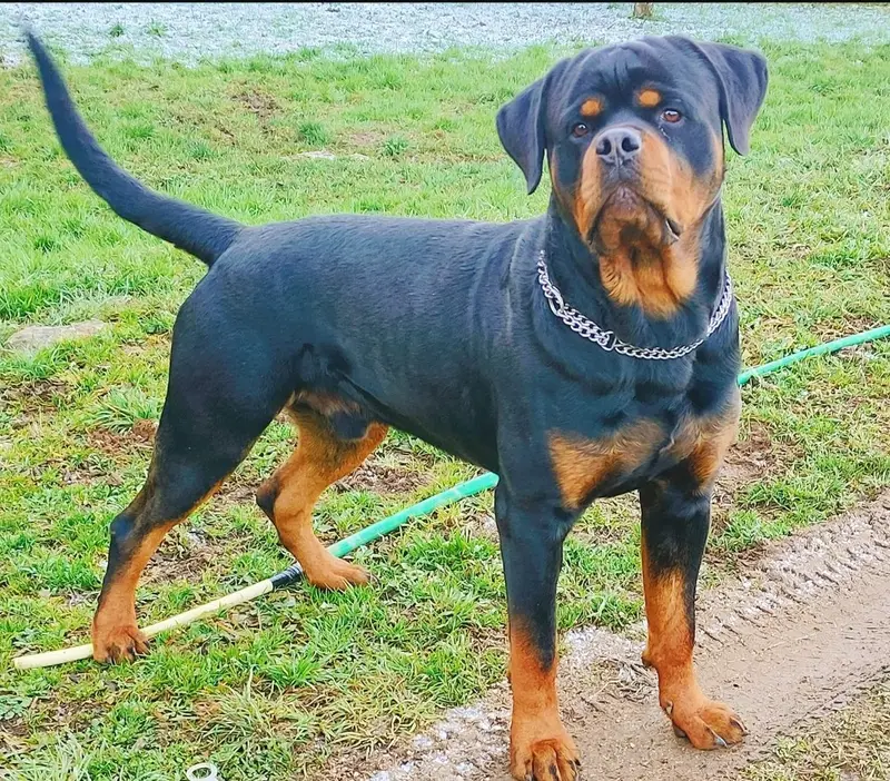 Père de la portée de Rottweiler, élevage Fortysix Valley