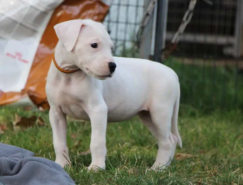 Portée de Dogue argentin, élevage De la Notte di Cane