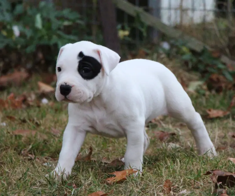 Portée de Dogue argentin, élevage De la Notte di Cane