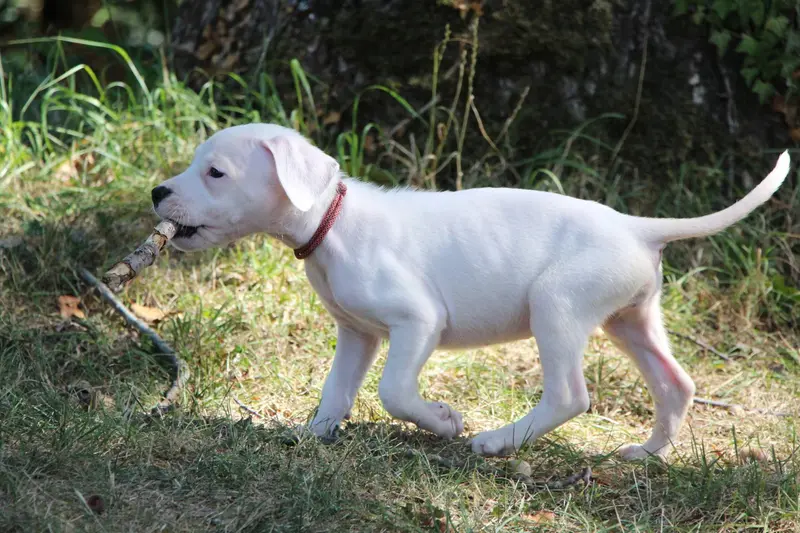 Portée de Dogue argentin, élevage De la Notte di Cane