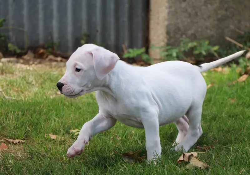B'Angel, Dogue argentin, élevage De la Notte di Cane