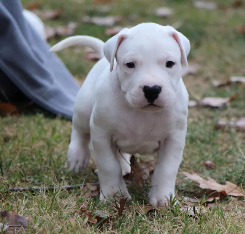 Portée de Dogue argentin, élevage De la Notte di Cane
