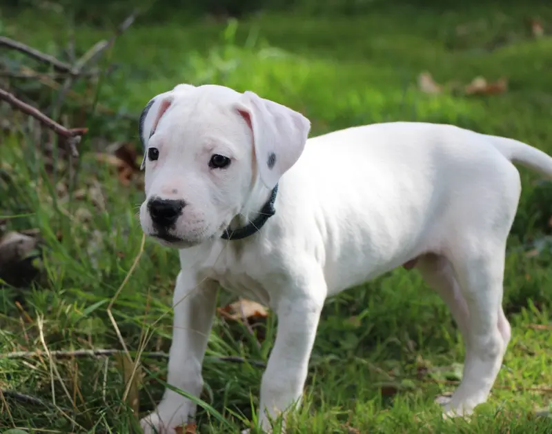BENJI : Collier Bleu Rayé, Dogue argentin, élevage De la Notte di Cane