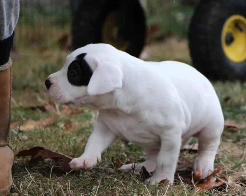 Portée de Dogue argentin, élevage De la Notte di Cane