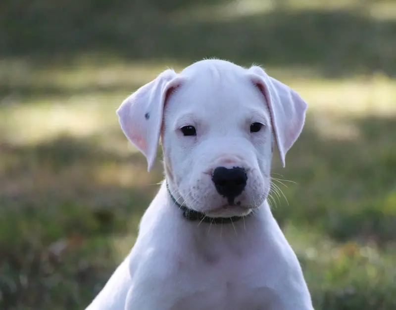 BOLERO : Collier Vert, Dogue argentin, élevage De la Notte di Cane