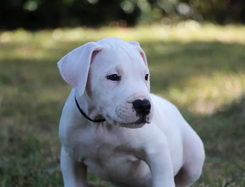 BULLET : Collier Matelot, Dogue argentin, élevage De la Notte di Cane