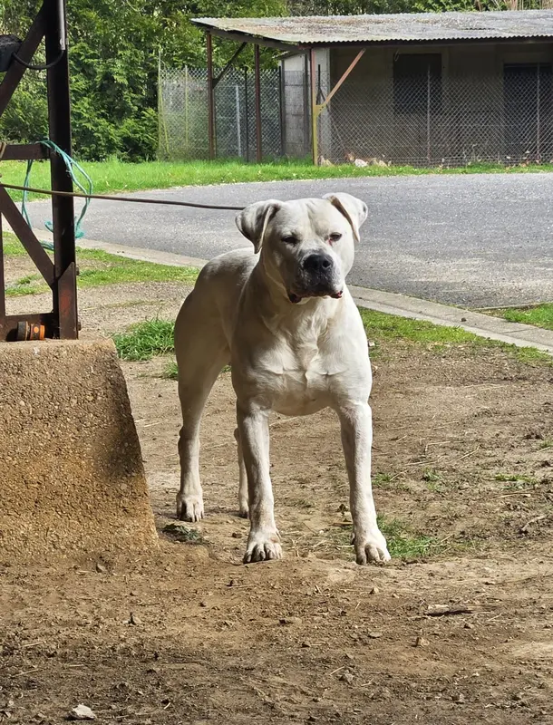 Portée de Dogue argentin, élevage De la Notte di Cane