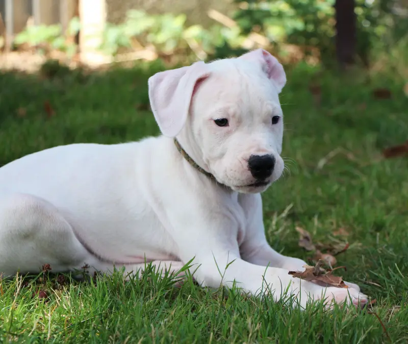BLACK JACK : Collier Militaire, Dogue argentin, élevage De la Notte di Cane