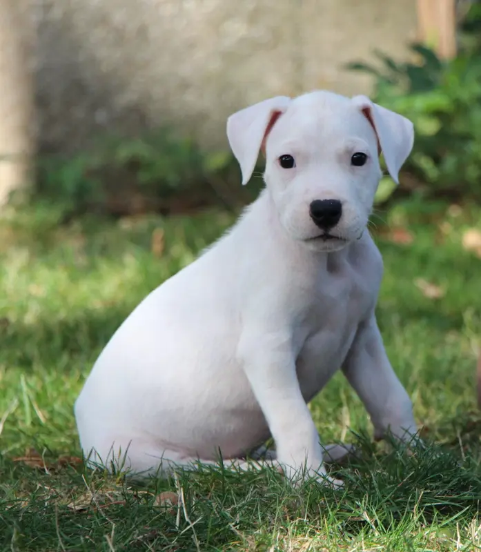 Portée de Dogue argentin, élevage De la Notte di Cane