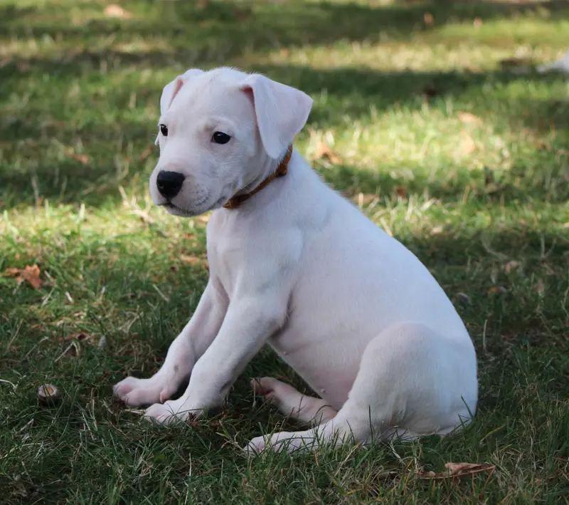 Portée de Dogue argentin, élevage De la Notte di Cane