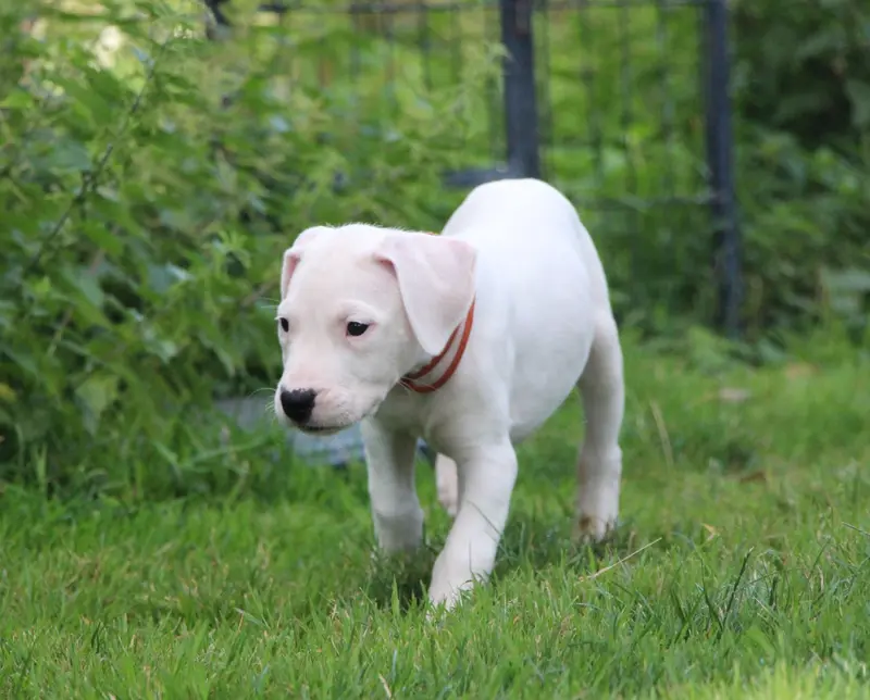 Portée de Dogue argentin, élevage De la Notte di Cane