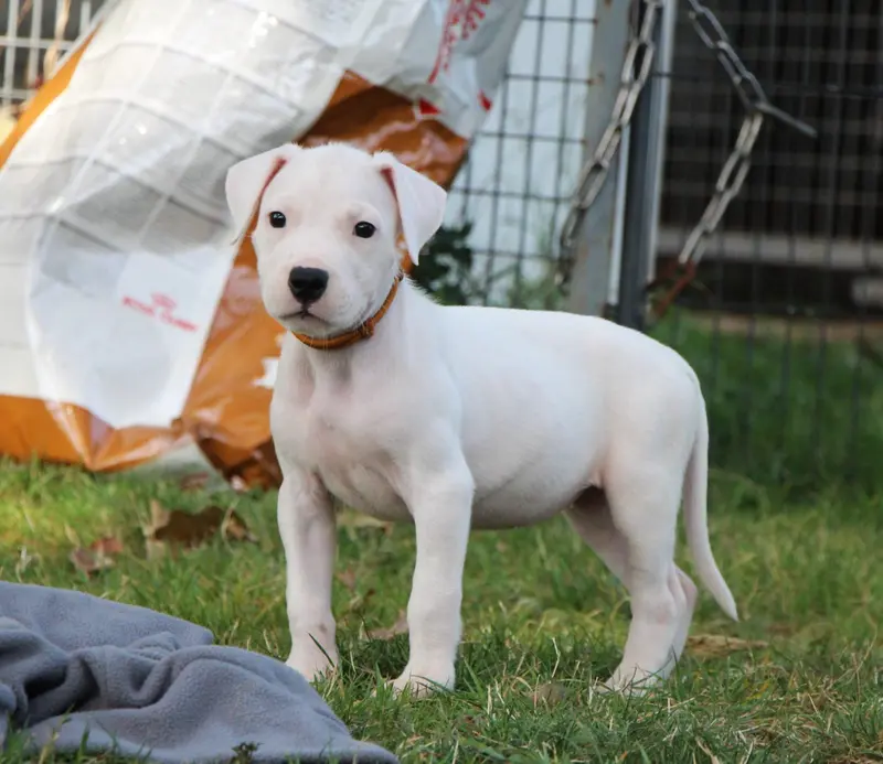 Portée de Dogue argentin, élevage De la Notte di Cane