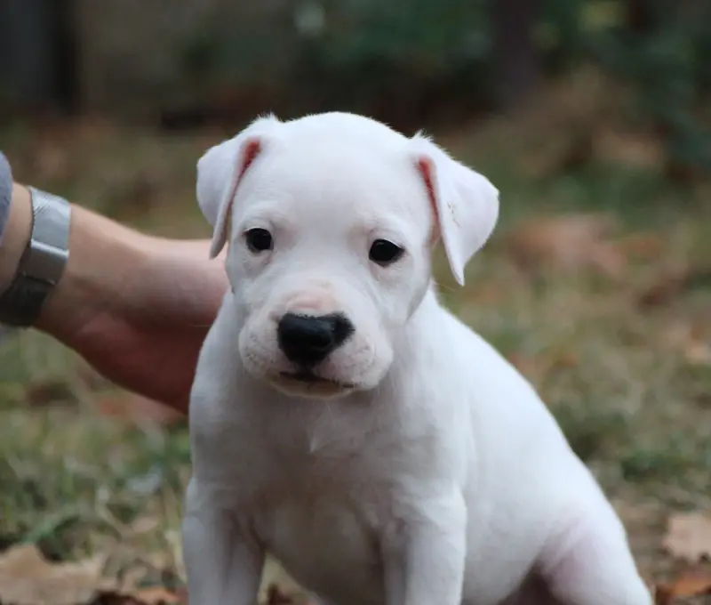 Collier Jaune, Dogue argentin, élevage De la Notte di Cane