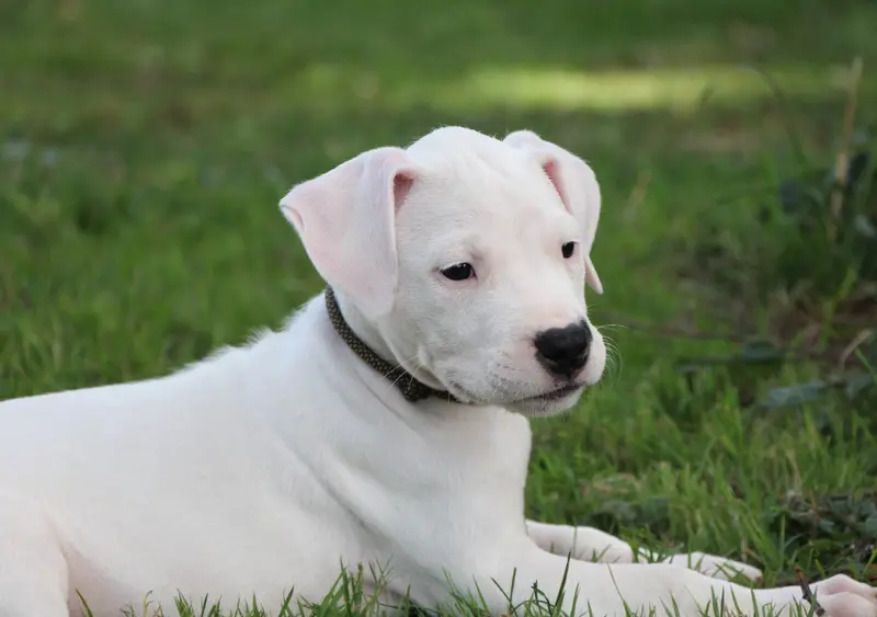 Banshee : Collier Noir Blanc, Dogue argentin, élevage De la Notte di Cane