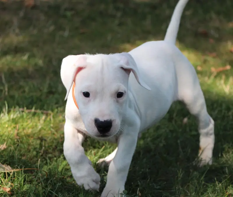 Portée de Dogue argentin, élevage De la Notte di Cane