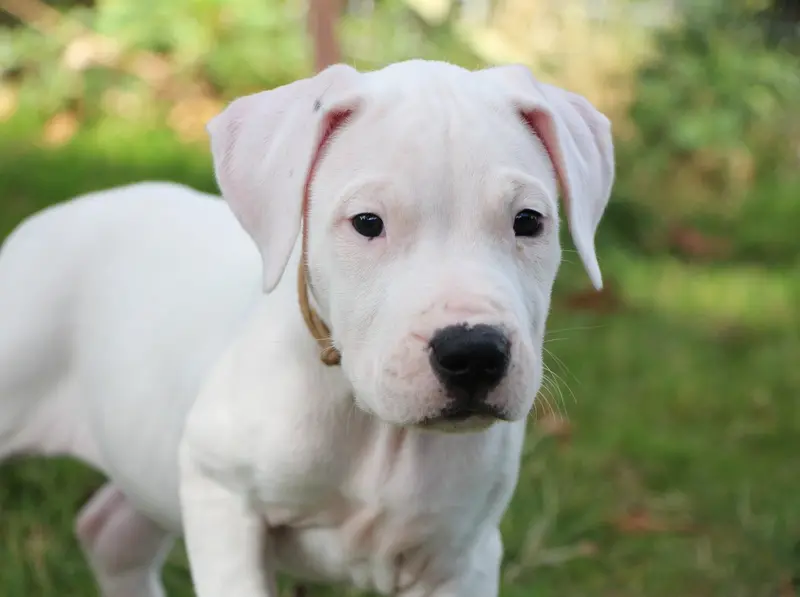 Portée de Dogue argentin, élevage De la Notte di Cane
