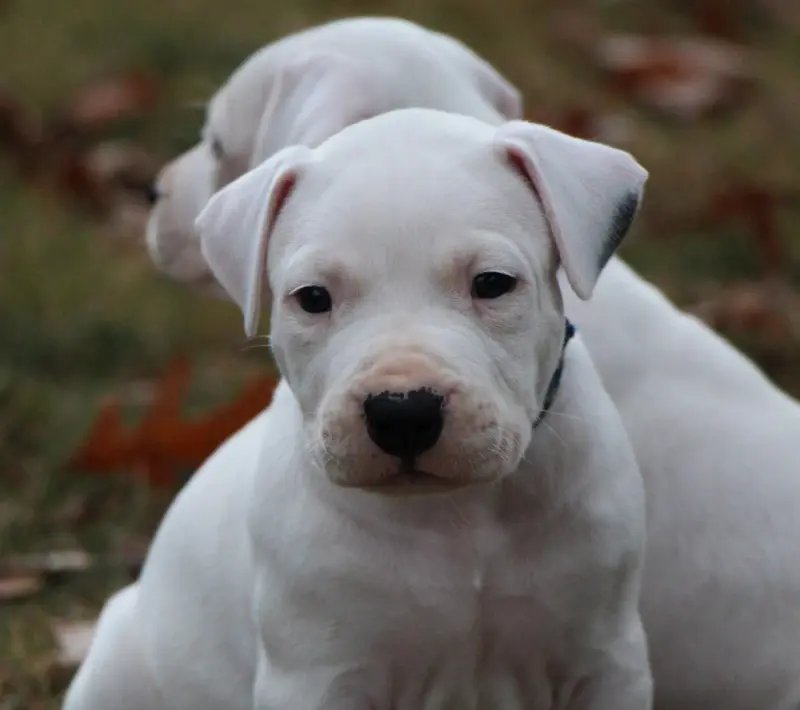 Collier Bleu Rayé, Dogue argentin, élevage De la Notte di Cane